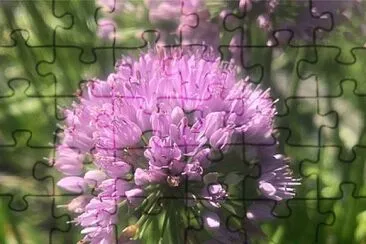 Allium Senescen Montanum