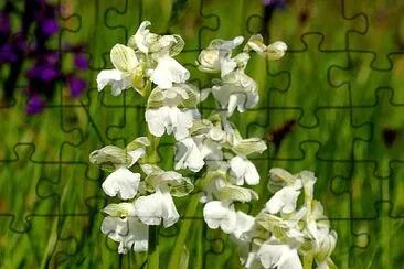 Anacamptis Morio alba