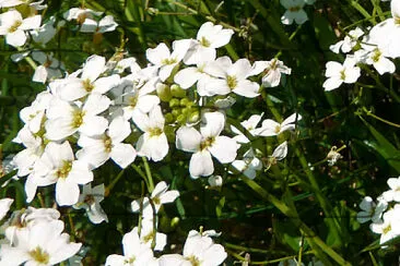 Arabidopsis Halleri