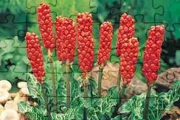 Arum Italica