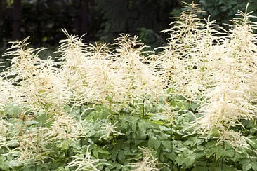 Aruncus Dioicus jigsaw puzzle