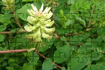 Astragalus Glycyphyllus