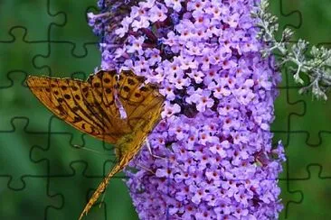 Buddleja Davidii jigsaw puzzle