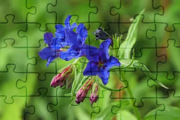 Buglassoides Purpuro jigsaw puzzle