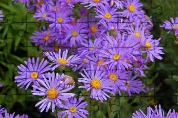 Aster