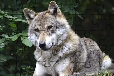 lobo jigsaw puzzle