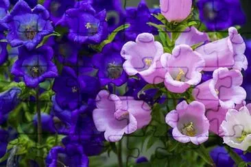 Campanula jigsaw puzzle