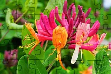 Caprifoglio o madreselva jigsaw puzzle