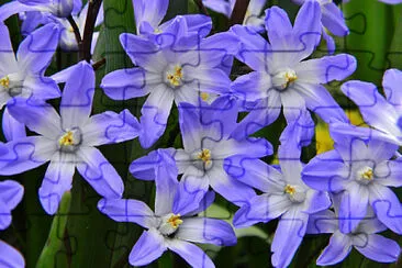 Chionodoxa jigsaw puzzle