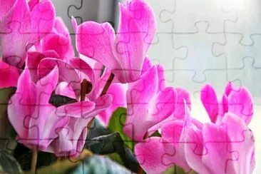 Ciclamino jigsaw puzzle