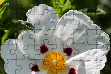 Cistus jigsaw puzzle