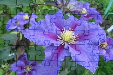 Clematide jigsaw puzzle