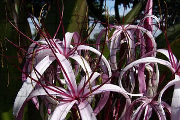 Crinum jigsaw puzzle