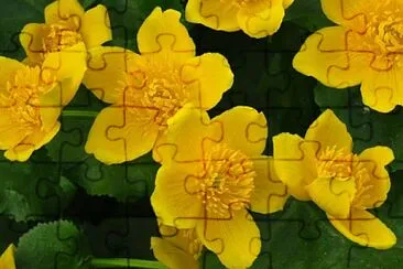 Caltha Palustris