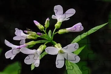 Cardamine Bulbifera