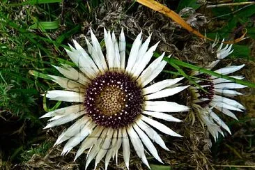 Carlina Acaulis