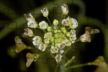 Caspella Bursa-pastoris