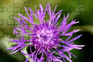 Centaurea Jacea