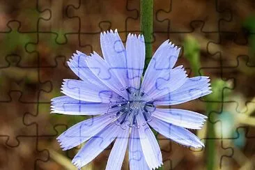 Cichorium Intybus