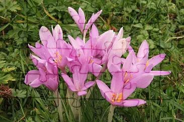 Colchicum Autumnalis