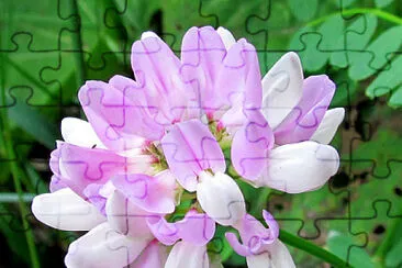 פאזל של Coronilla Varia