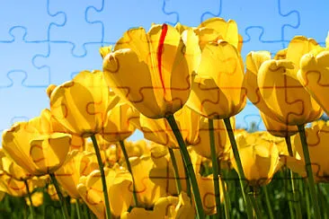 FLORES jigsaw puzzle