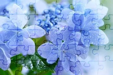 flower jigsaw puzzle