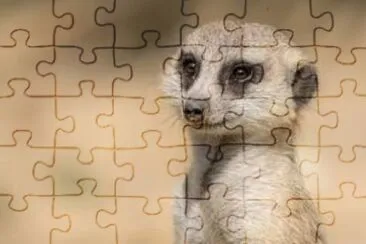 Meerkat 1 jigsaw puzzle