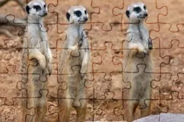 פאזל של Meerkat 2