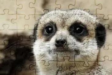 Meerkat 3 jigsaw puzzle