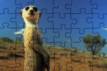 Meerkat 4 jigsaw puzzle