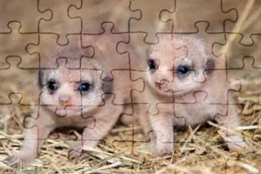 Meerkat 5 jigsaw puzzle