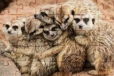 Meerkat 6 jigsaw puzzle