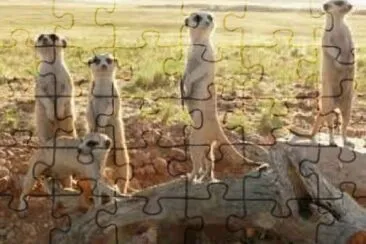 Meerkat 7 jigsaw puzzle