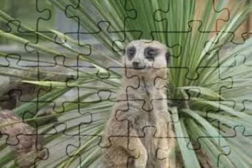 Meerkat 8 jigsaw puzzle