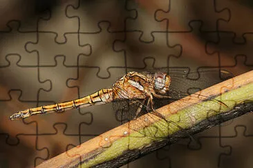 Orthetrum crysostigma jigsaw puzzle