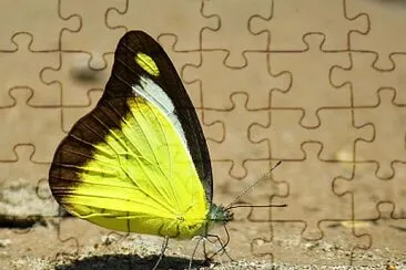 Appias lyncida jigsaw puzzle