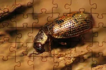 Derodontus esotericus jigsaw puzzle