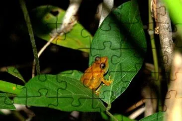 Llanero coqui jigsaw puzzle