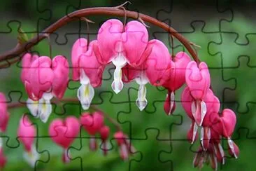 פאזל של Dicentra (Cuor Di Maria)