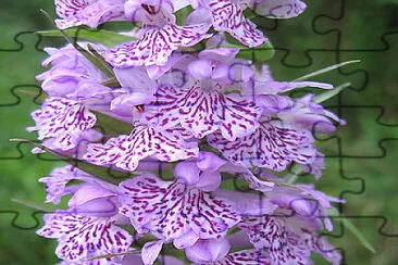 פאזל של Dactylorhiza Maculata