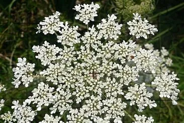 פאזל של Daucus Carota