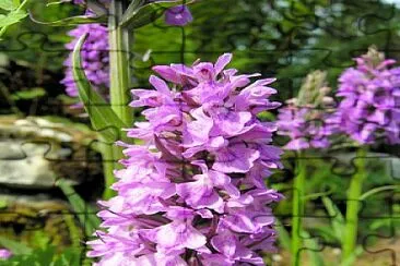 Dictylorhiza Incantata jigsaw puzzle