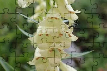 Digitalis Lutea jigsaw puzzle