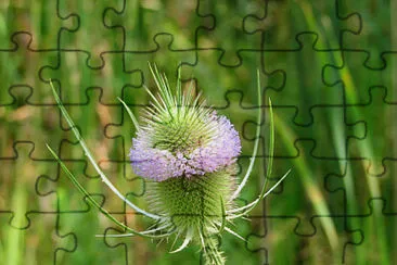 Dipsacus Follonum jigsaw puzzle