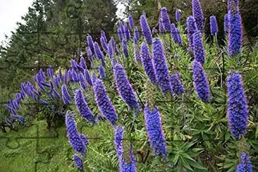 Echium jigsaw puzzle