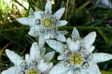 פאזל של Edelweiss