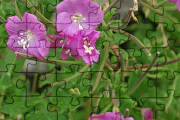 פאזל של Epilobium Hirsutum