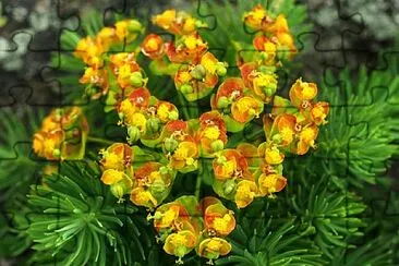 Euphorbia Cyparissias