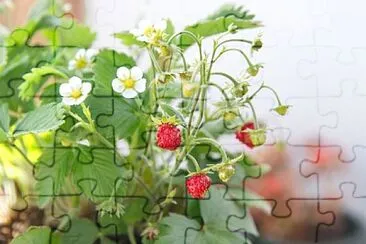 Fragaria Vesca jigsaw puzzle